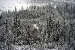 Many spruce trees.jpg