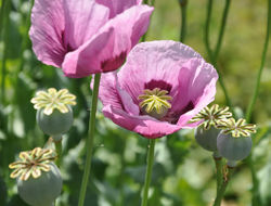 Papaver flower.jpg