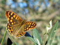 Thumbnail for version as of 18:08, 30 April 2007
