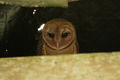 Galapagos Barn Owl (T. A. Punctatissima) Genus: Tyto