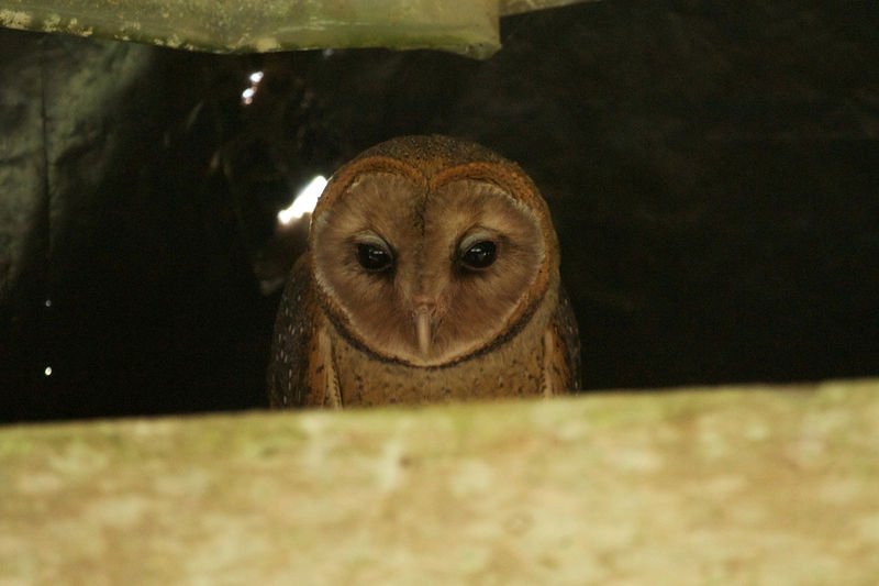 File:T. A. punctatissima.jpg