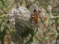 A Tarantula Hawk Wasp in the day light