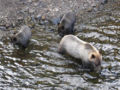 Babine River Corridor Provincial Park.