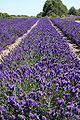 Thumbnail for version as of 09:01, 23 April 2009
