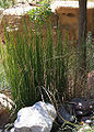 Scouringrush horsetail (Equisetum hyemale L.) Subtaxa:name