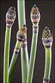 Scouringrush horsetail (Equisetum hyemale L.) Subtaxa:name