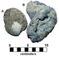 Calcareous Fossil