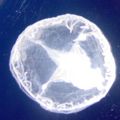 Freshwater Jellyfish (Craspedacusta sowerbyi) Order: Hydroida