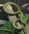 Golden Tree Snake (Chrysopelea ornata)