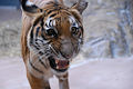 Indochinese tiger. Henry Doorly Zoo. Omaha, Nebraska. USA.