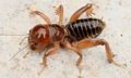 Jerusalem cricket (Stenopelmatus fuscus) Family: Stenopelmatidae
