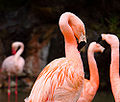 American Flamingo (P. Ruber)