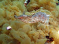 Thumbnail for version as of 22:46, 27 October 2007