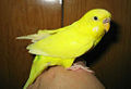 Yellow budgerigar (Melopsittacus undulatus )