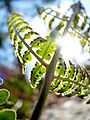 Thumbnail for version as of 03:26, 26 May 2009