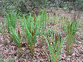 Cinnamon fern (O. cinnamonea)