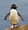 Rockhopper Penguins (Eudyptes chrysocome) Order: Sphenisciformes