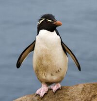 A Rockhopper Penguin.jpg