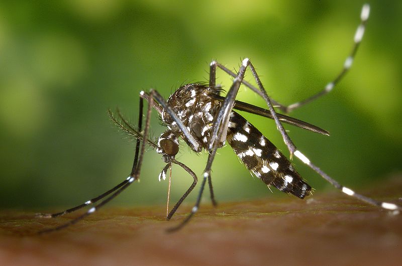 File:Asiantigermosquito.jpg