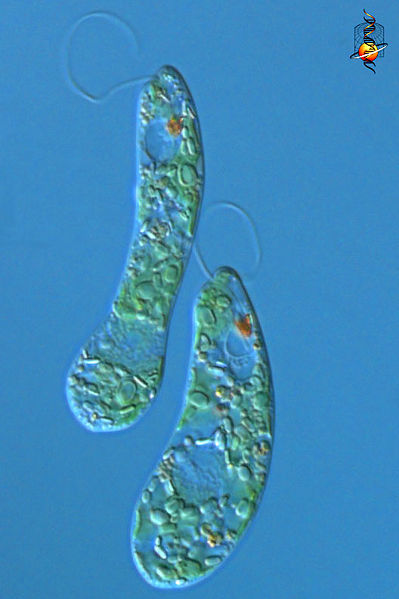 File:Euglenag ata.jpg