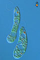 Thumbnail for version as of 05:19, 4 February 2009