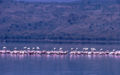 Greater Flamingos and Lesser Flamingos (P. roseus and P. minor)