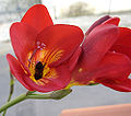 Thumbnail for version as of 04:29, 24 April 2009