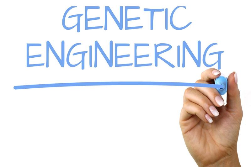 File:Genetic engineering 1.jpg