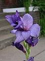 Gladiolus (Gladiolus)