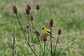 Thumbnail for version as of 07:44, 4 March 2010