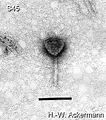 Salinarium (Halobacterium salinarium) Phylum: Euryarchaeota