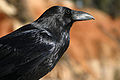 Northern raven (Corvus corax) Order: Passeriformes