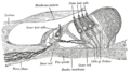 Thumbnail for version as of 04:20, 27 March 2009