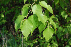 Paper birch .jpeg