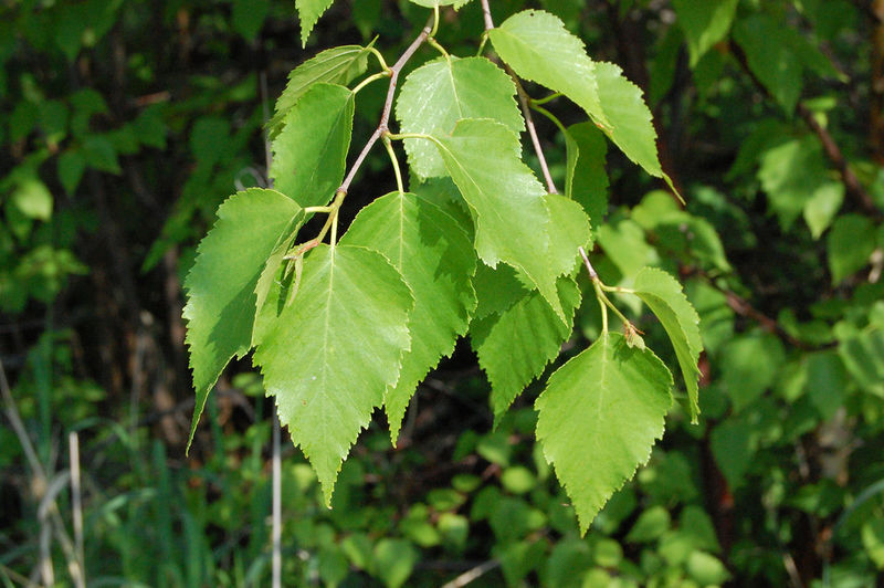 File:Paper birch .jpeg