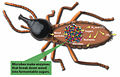 Thumbnail for version as of 17:47, 16 July 2008