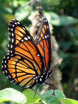 Viceroy Butterfly.jpg