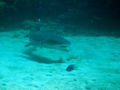 White-tip Reef Shark