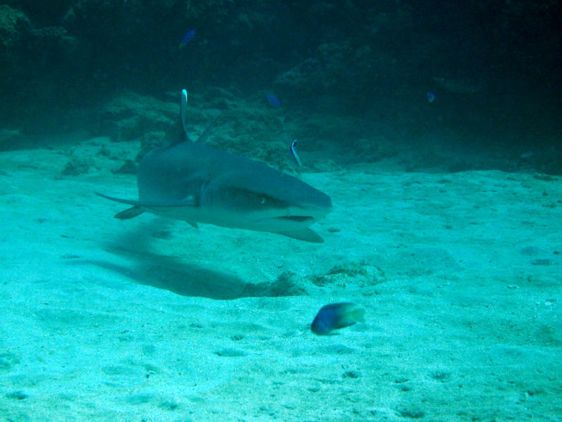 File:Whitetip reef shark.jpg