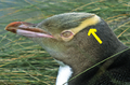 Thumbnail for version as of 18:14, 26 January 2015