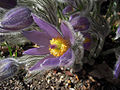Pulsatilla (pulsatilla halleri)