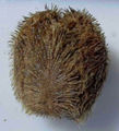 Heart Urchin (Brisaster latifrons) Subtaxa:name