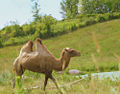 Bactrian Camel (Camelus bactrianus)