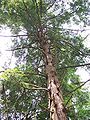 Thumbnail for version as of 00:57, 16 May 2011