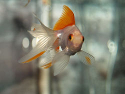 Golfishy.jpg