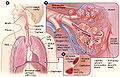 Thumbnail for version as of 01:01, 25 October 2009