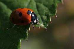 Seven-spotted ladybug 8.jpg