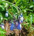 Thumbnail for version as of 04:04, 13 May 2008