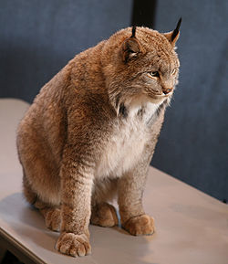 Candian Lynx.jpg