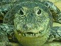 Thumbnail for version as of 06:11, 3 December 2008